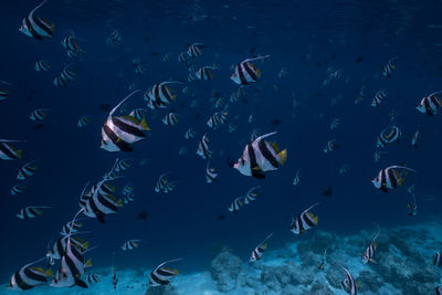 Fishes swimming in sea