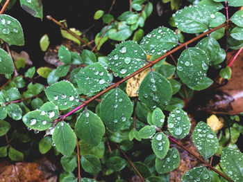 Close-up of wet plants