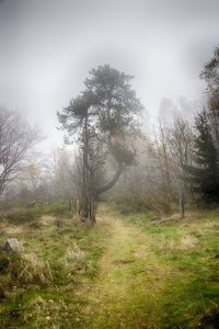 Trees in forest