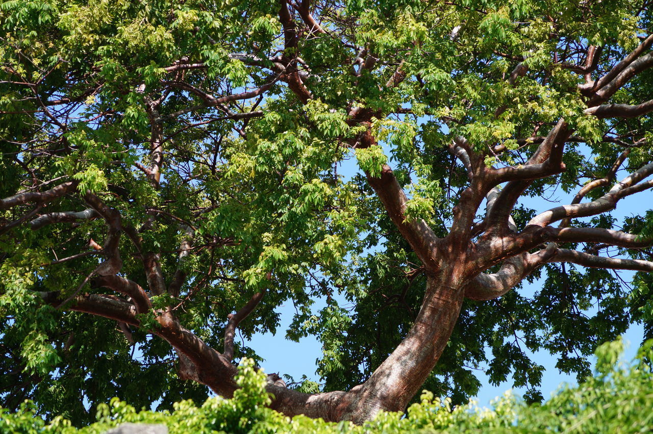 LOW ANGLE VIEW OF TREE LEAVES AGAINST SKY