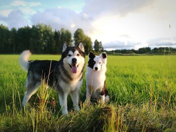 Dogs in a field