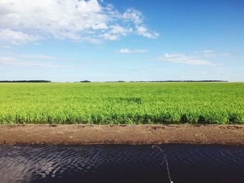 Scenic view of agricultural field against sky