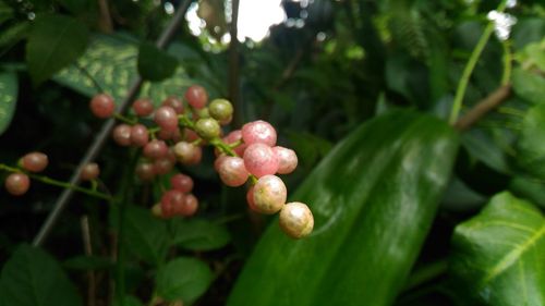 Close-up of berries growing on tree