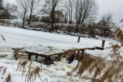 Bare trees on snow covered field