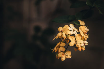 Close-up of flowers blooming outdoors