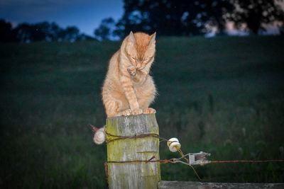 Cat looking away on wooden post in field