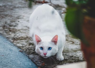 Portrait of white cat on footpath