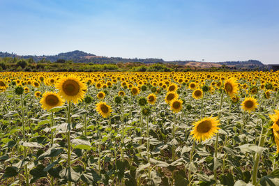 Close-up of sunflowers on field against sky