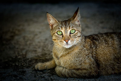 Close-up portrait of cat sitting on street