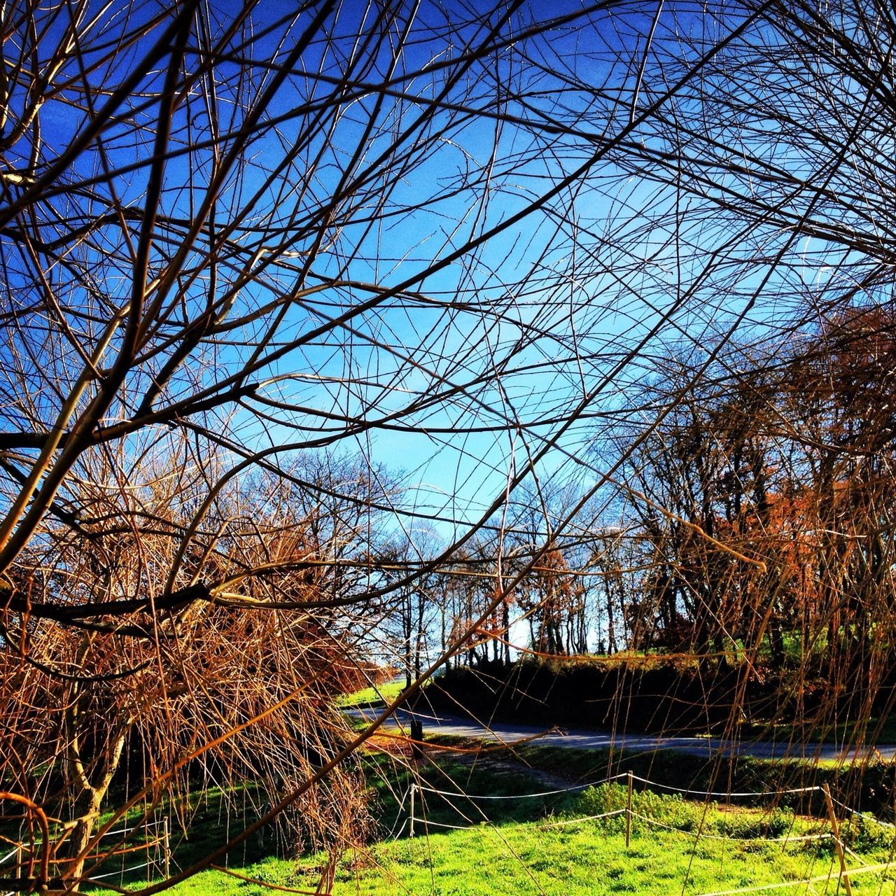 tree, grass, bare tree, sky, growth, low angle view, branch, blue, nature, tranquility, field, plant, clear sky, sunlight, beauty in nature, tranquil scene, built structure, day, outdoors, no people