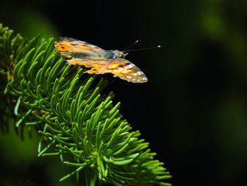 Close-up of insect on plant