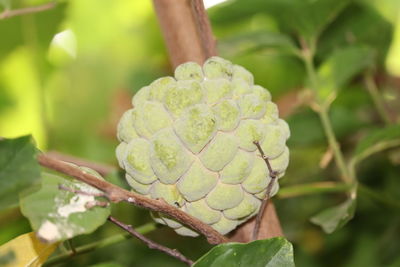 Close-up of fruit on plant