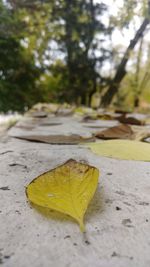 Close-up of yellow autumn leaves on land