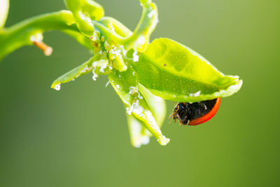 Close-up of insect on leaf