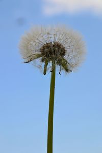 Close-up of dandelion against sky
