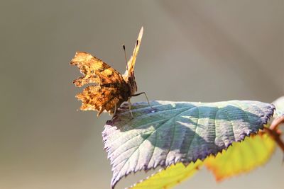 Close-up of butterfly on leaf