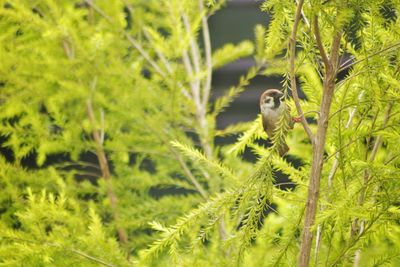 Close-up of bird perching on tree