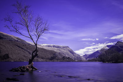 Close-up of tree by water against sky