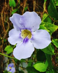 Close-up of flower blooming outdoors