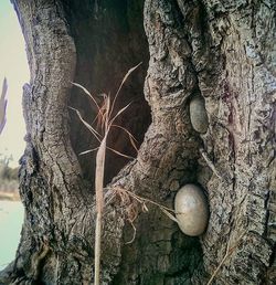 Close-up of tree trunk