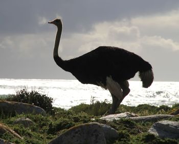 Side view of a bird on beach