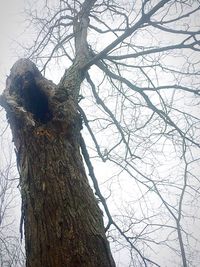 Low angle view of bare tree against sky