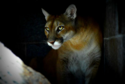 Close-up portrait of cat