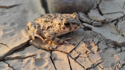 Close-up of frog on rock