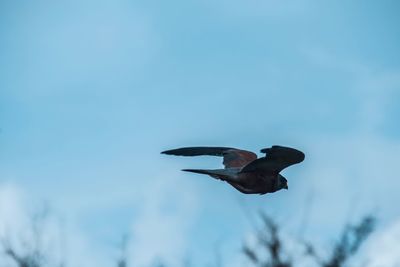 Low angle view of eagle flying against clear sky