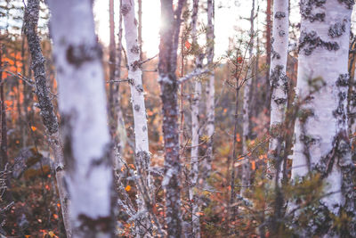 Autumn in sweden.