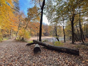 Sunlight falling on autumn trees in forest