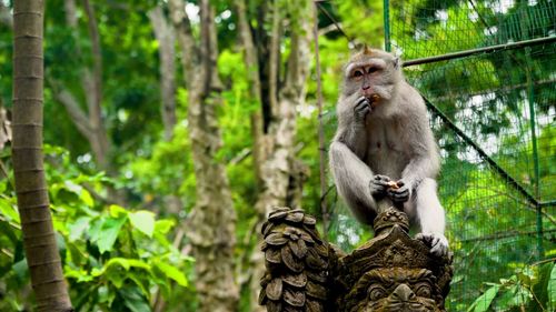 Close-up of monkey