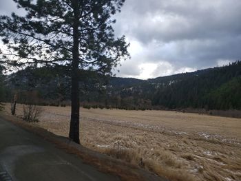 Trees on field by road against sky