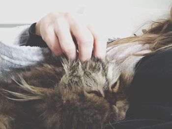 Close-up of cat sleeping on bed