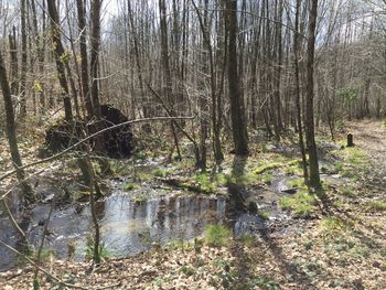 Stream flowing in forest