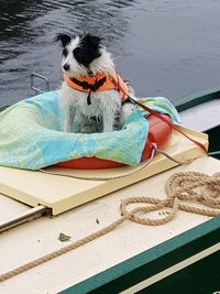 Dog sitting on boat