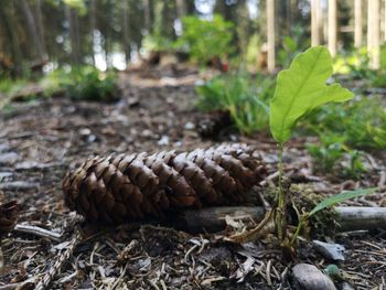 Close-up of pine cone on field