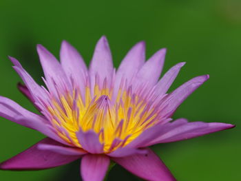 Close-up of purple water lily