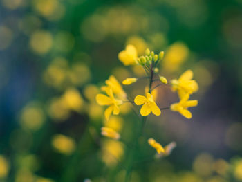 Close-up of yellow flowering plant on field