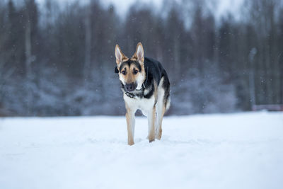 Portrait of dog in snow