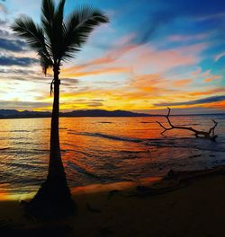 Silhouette trees on beach against sky during sunset