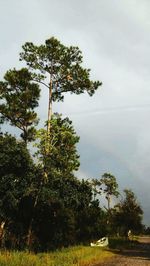 Tree on landscape against sky