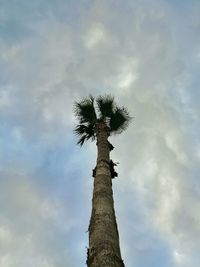 Low angle view of coconut palm tree against sky