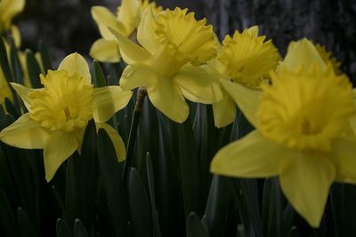 Close-up of yellow flowering plant