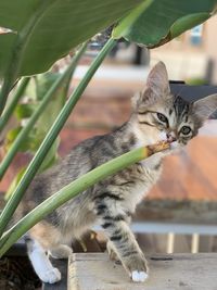 Portrait of a cat with plant  in alacati turkey 