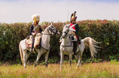 Horses in a field