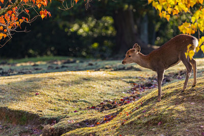 Autumn leaves in nara park