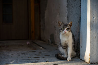 Portrait of cat sitting on floor