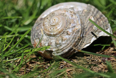 Close-up of snail on land