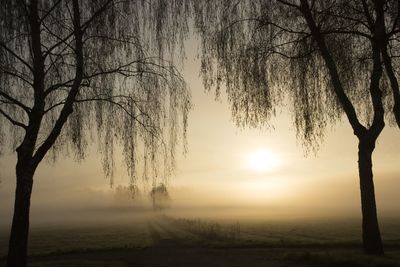 Bare trees in foggy weather